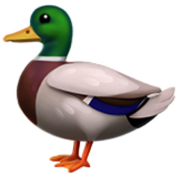 Canard