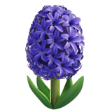 Jacinthe