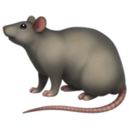 Rat