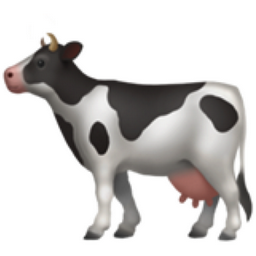 Vache